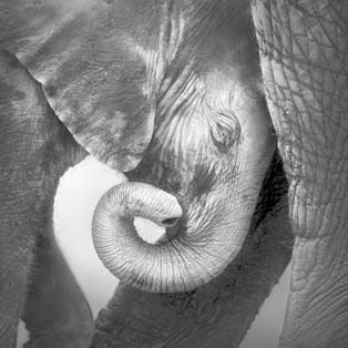 Carte da parati elefante