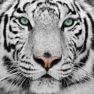 Carte da parati tigre