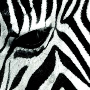 Carte da parati zebra