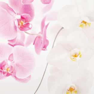 Quadri in vetro orchidea