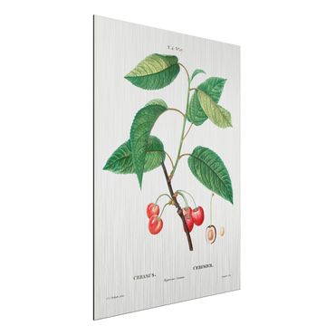 Stampa su alluminio spazzolato - Illustrazione botanica rosso dell'annata Ciliegie - Verticale 4:3