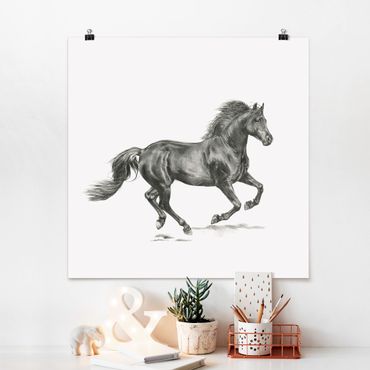 Poster - Wild Horse Trial - Stallion - Quadrato 1:1