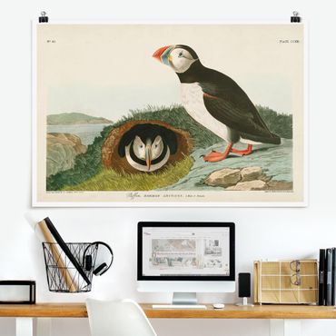 Poster - Vintage Consiglio Puffins - Orizzontale 2:3