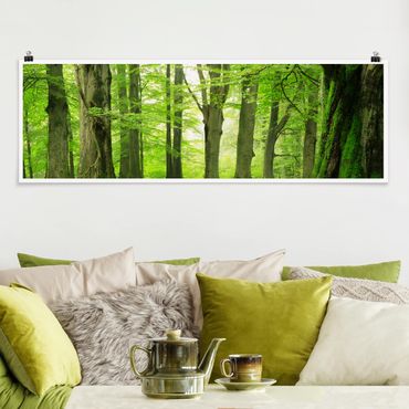 Poster - Mighty Beech Trees - Panorama formato orizzontale