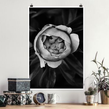 Poster - Peony fiore bianco frontale nero Foglie - Verticale 3:2