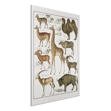Stampa su alluminio spazzolato - Vintage Consiglio giraffa, cammello e Llama - Verticale 4:3