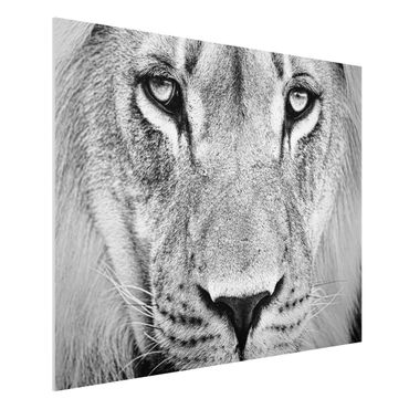 Quadro in forex - Old lion - Orizzontale 4:3