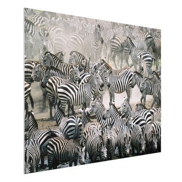 Quadro in forex - Zebra herd - Orizzontale 4:3