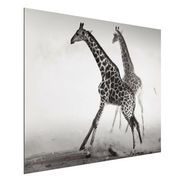 Quadro in alluminio - giraffe hunting