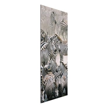 Quadro in alluminio - Zebra Herd