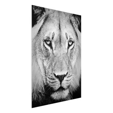 Quadro in forex - Old lion - Verticale 3:4