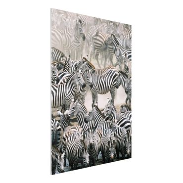 Quadro in forex - Zebra herd - Verticale 3:4