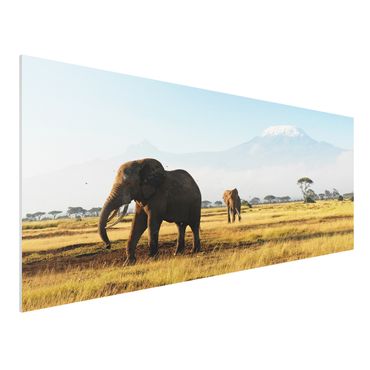 Quadro in forex - Elephants in front of the Kilimanjaro in Kenya - Panoramico