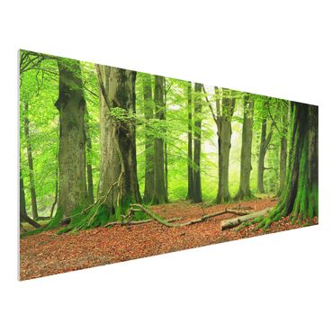 Quadro in forex - Mighty Beech Trees - Panoramico