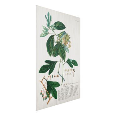 Stampa su alluminio spazzolato - Vintage botanica Laurel - Verticale 3:2