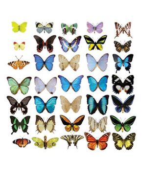 Adesivi da finestra no.51 Butterflies Set II