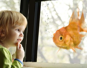 Decorazione per finestre Goldfish
