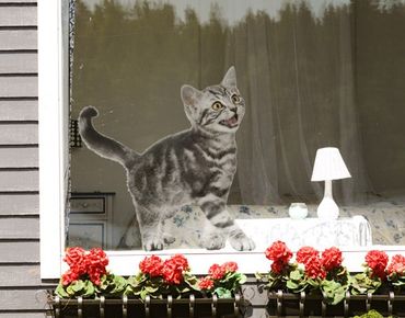 Adesivi da finestra no.132 Kitty