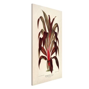 Lavagna magnetica - Botanica Vintage Illustrazione del drago Albero - Formato verticale 4:3