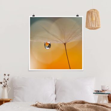 Poster - Dandelion In Arancione - Quadrato 1:1