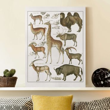 Stampa su tela - Vintage Consiglio giraffa, cammello e Llama - Verticale 4:3