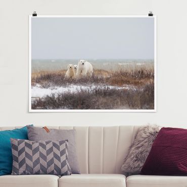 Poster - Orso polare e suoi cuccioli - Orizzontale 3:4