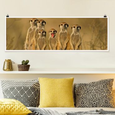 Poster - Meerkat Family - Panorama formato orizzontale