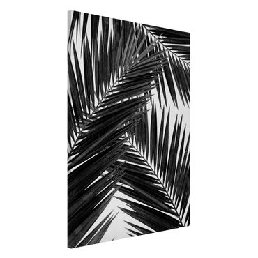 Lavagna magnetica - Scorcio tra foglie di palme in bianco e nero
