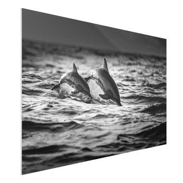 Quadro in forex - Due delfini che saltano - Orizzontale 3:2