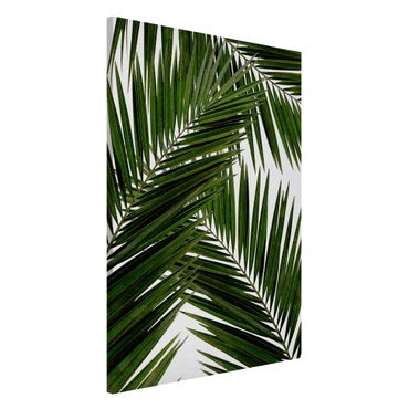 Lavagna magnetica - Scorcio tra foglie di palme verdi