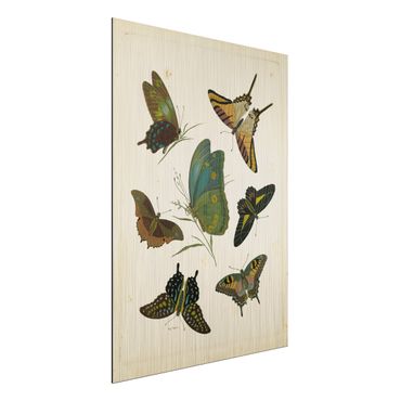 Stampa su alluminio spazzolato - Illustrazione Vintage farfalle esotiche - Verticale 4:3
