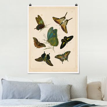 Poster - Illustrazione Vintage farfalle esotiche - Verticale 4:3