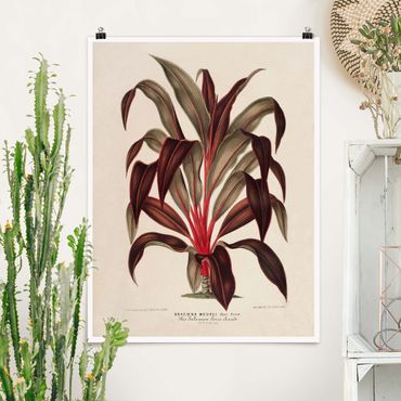 Poster - Botanica Vintage Illustrazione del drago Albero - Verticale 4:3