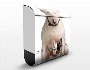 Cassetta postale Bull Terrier And Friend 39x46x13cm