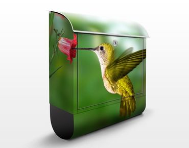 Cassetta postale Hummingbird And Blossom 39x46x13cm