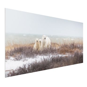 Quadro in forex - Orso polare e suoi cuccioli - Orizzontale 2:1
