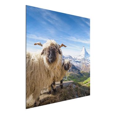 Stampa su alluminio - Pecore naso nero di Zermatt