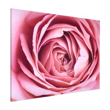 Lavagna magnetica - Pink Rose Blossom - Formato orizzontale 3:4