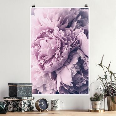 Poster - Viola Peony Blossoms - Verticale 3:2