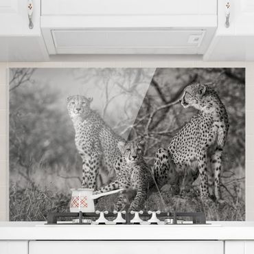 Paraschizzi in vetro - Three Cheetahs