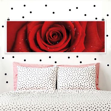 Poster - Rosa rossa con le gocce - Panorama formato orizzontale