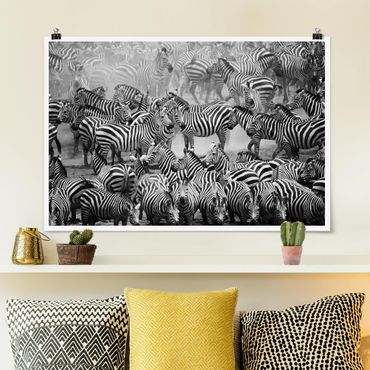 Poster - Zebra Herd II - Orizzontale 2:3