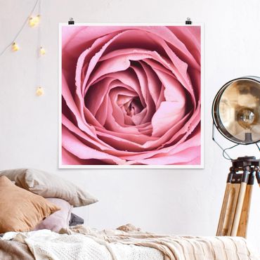 Poster - Pink Rose Blossom - Quadrato 1:1