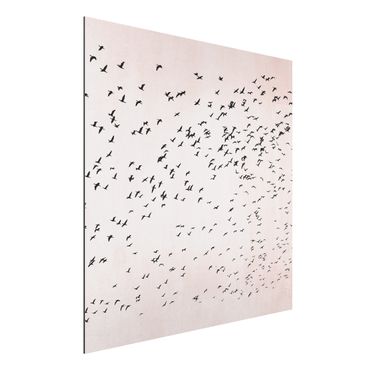 Aluminium Print - Vogelschwarm im Sonnenuntergang - Quadrat 1:1