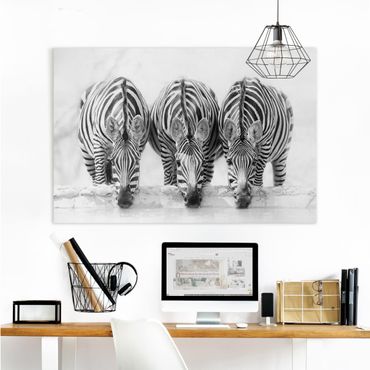 Stampa su tela - Zebra Trio in bianco e nero - Orizzontale 3:2