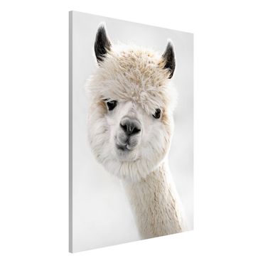 Lavagna magnetica - Ritratto di alpaca