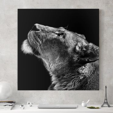 Stampa su tela - Ritratto di una leonessa - Quadrato 1:1