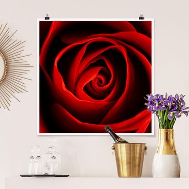Poster - lovely Rose - Quadrato 1:1
