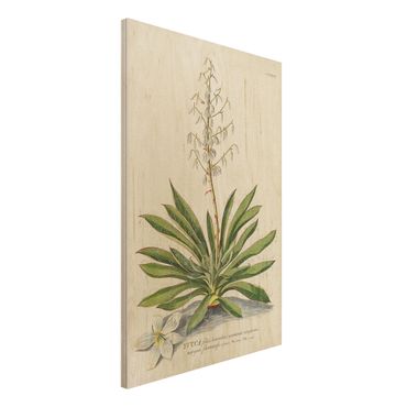 Stampa su legno - Vintage botanica Yucca - Verticale 3:2