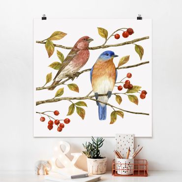 Poster - Uccelli e Bacche - Bluebird - Quadrato 1:1